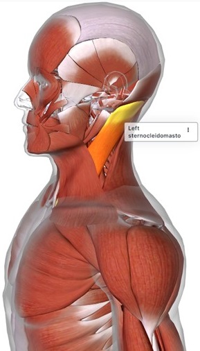 picture of human highlighting the Sternocleidomasto muscle