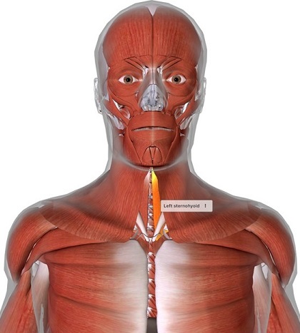 picture of human highlighting the Sternohyoid muscle