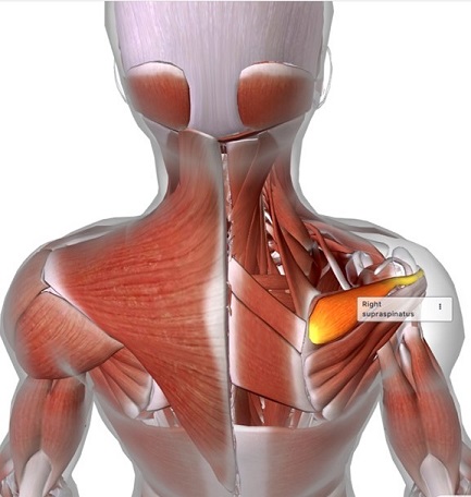 picture of human highlighting the Supraspinatus muscle