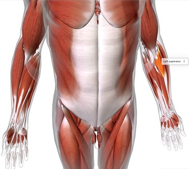 picture of human highlighting the Supinator muscle