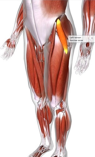 picture of human highlighting the Tensor fasciae latae muscle