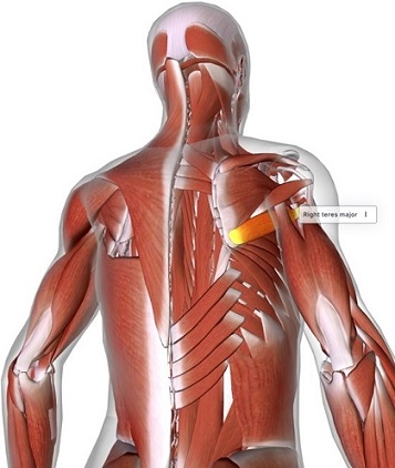 picture of human highlighting the Teres major muscle