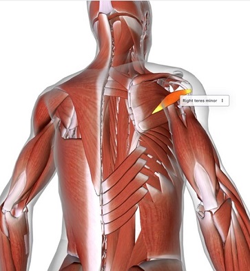 picture of human highlighting the Semitendinosus muscle