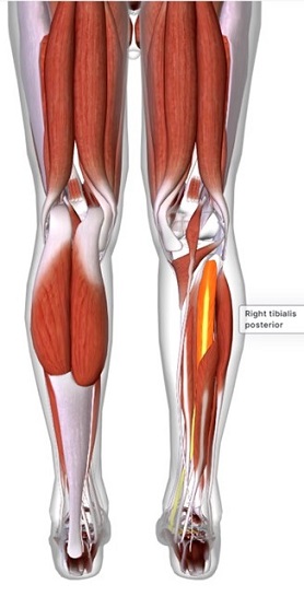 picture of human highlighting the Tibialis posterior muscle