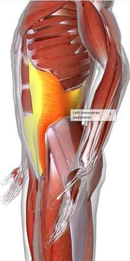 highlighed transverse abdominis muscle in human