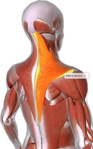 picture of human highlighting the Trapezius muscle