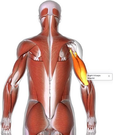 picture of human highlighting the Triceps brachii muscle