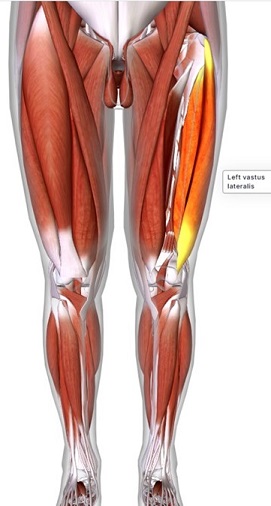 picture of human highlighting the Vastus lateralis muscle