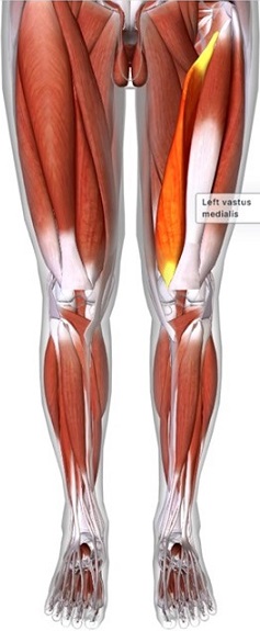 picture of human highlighting the Vastus medialus muscle