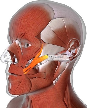 highlighed zygomaticus major muscle in human