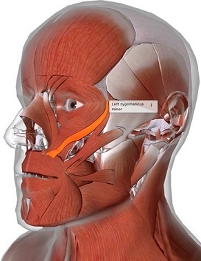 picture of human highlighting the Zygomaticus minor muscle